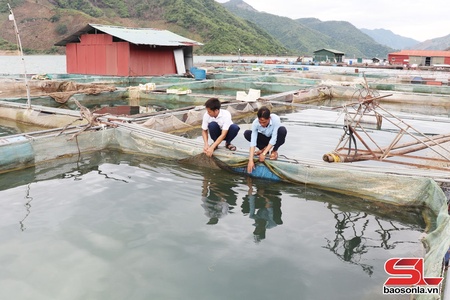 Nghề nuôi cá lồng ở Mường Khiêng