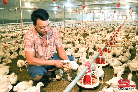 Làm giàu từ mô hình nuôi gà công nghiệp