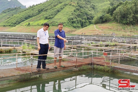 Nông dân Mường La nuôi cá trên lòng hồ thủy điện