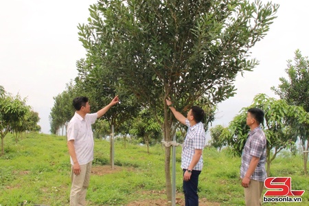 Xây dựng nhãn hiệu chứng nhận “Mắc ca Sơn La”