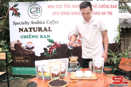 Khởi nghiệp từ trồng cây cà phê