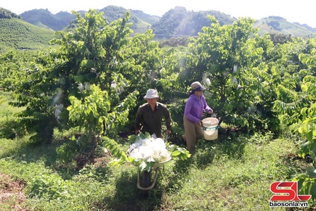 Mùa na Mai Sơn