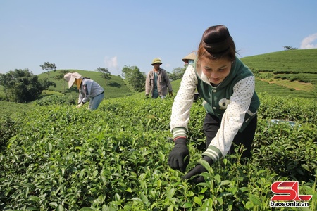 Nhiều mô hình kinh tế ở Tân Yên
