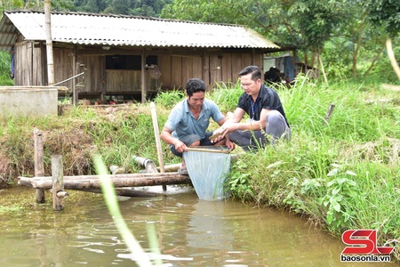 Mô hình nuôi cá bỗng ở Xuân Nha