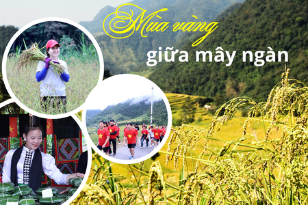 Mùa vàng giữa mây ngàn 