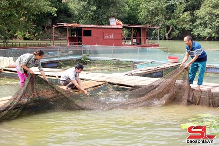 Nông dân Tạ Khoa làm giàu