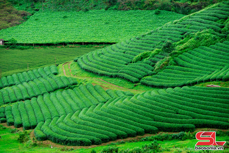 Những triền đồi xanh mướt