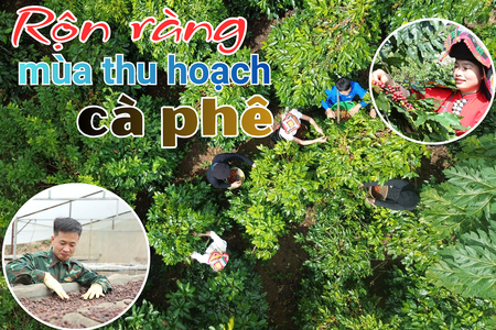 Rộn ràng mùa thu hoạch cà phê