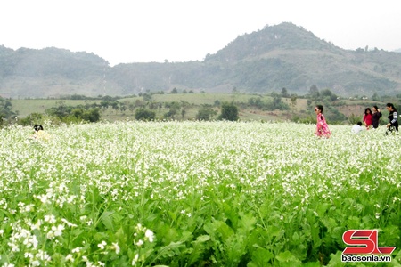 Hoa cải vàng thương nhớ
