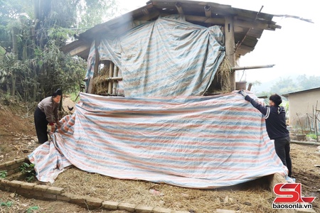 Chiềng Sơ chủ động phòng, chống rét cho đàn vật nuôi