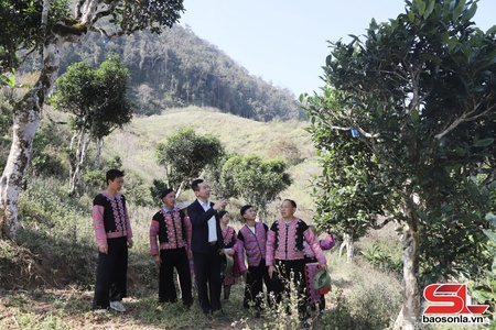 Cây chè cổ thụ trên đỉnh Pha Đét