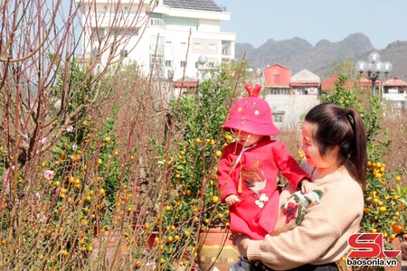 Hoa đào nở muộn