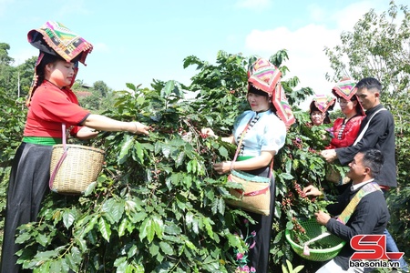 Cà phê Arabica - "vàng đen" trên bản đồ nông sản