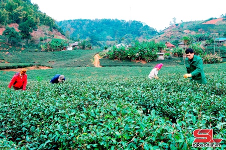 Từ nương chè trên rẻo cao đến thị trường thế giới