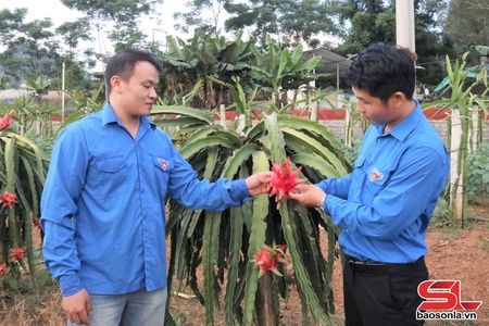 Làm giàu từ mô hình trồng cây ăn quả