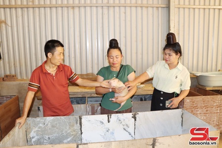 Triển vọng mô hình nuôi dúi ở Mường Chanh