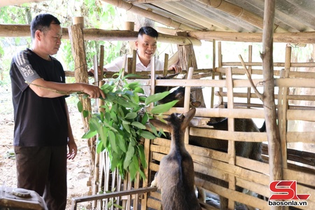Hiệu quả từ mô hình nuôi dê hàng hóa ở xã Mường Khiêng