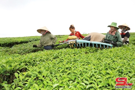 Nông dân Thảo Nguyên thi đua sản xuất kinh doanh giỏi