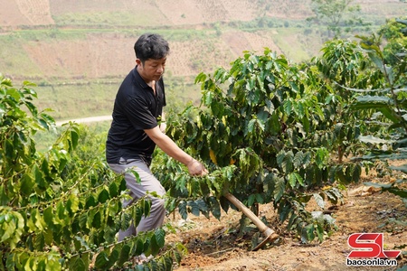 Tập trung chăm sóc nâng cao năng suất cà phê