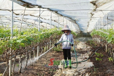 Đào tạo nâng cao chất lượng lao động ngành nông nghiệp