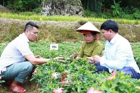 Hiệu quả bước đầu từ mô hình trồng sâm bố chính