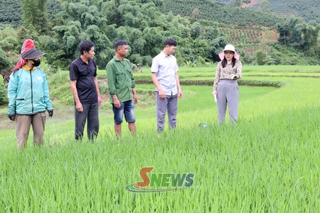 Nông dân xã Nậm Lầu chăm sóc lúa mùa