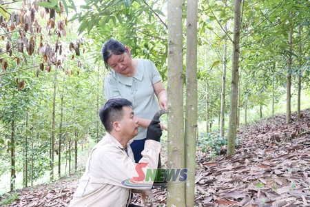 Triển vọng từ những đồi quế ở Mường Khiêng