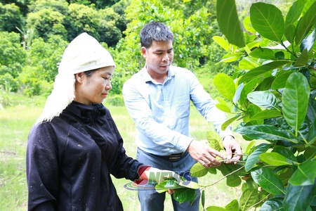 Đa dạng hóa sinh kế, hướng tới giảm nghèo bền vững