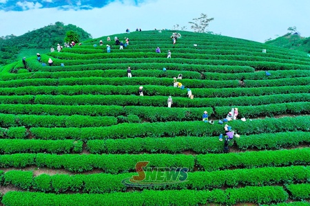 Tân Yên xây dựng chuỗi liên kết phát triển chè bền vững