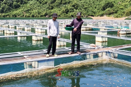 Mường La đẩy mạnh liên kết, nâng cao giá trị nuôi cá lồng