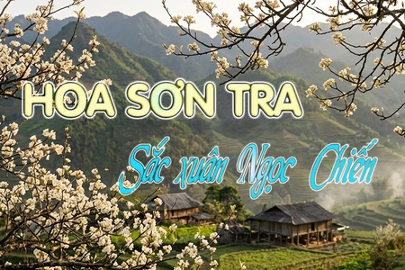 Hoa sơn tra - Sắc xuân Ngọc Chiến
