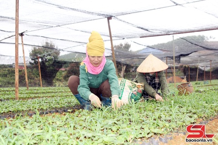 Đảm bảo giống cây trồng an toàn cho nông dân