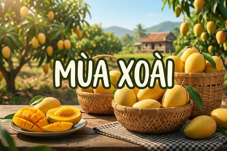 Mùa xoài