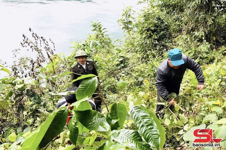 Sơn La ban hành kế hoạch trồng hơn 334 ha rừng thay thế từ nguồn kinh phí hỗ trợ ngoại tỉnh