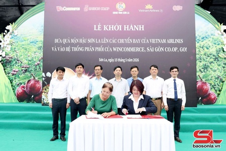 Mận hậu Sơn La lên máy bay, vào hệ thống bán lẻ toàn quốc