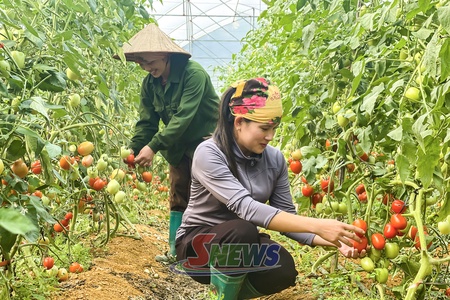 Nông dân Vân Hồ đổi mới tư duy sản xuất nông nghiệp