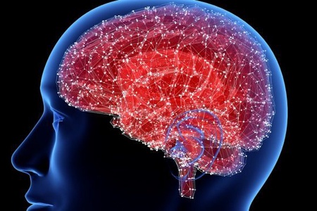 Mô hình mô não 3D mở ra hy vọng mới cho bệnh nhân Alzheimer