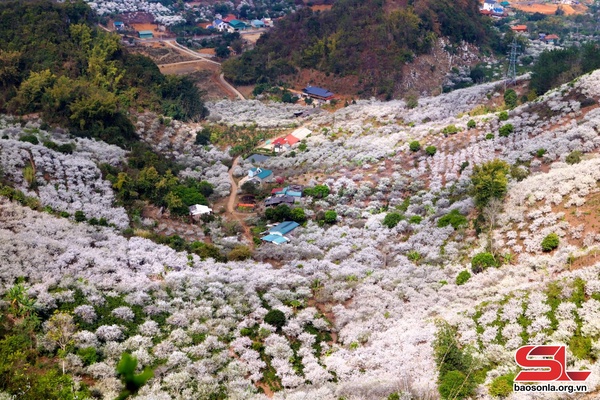 Sắc Xuân Chiềng Cọ