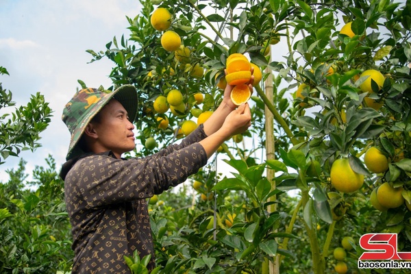 Ngọt thơm trái cam Navel