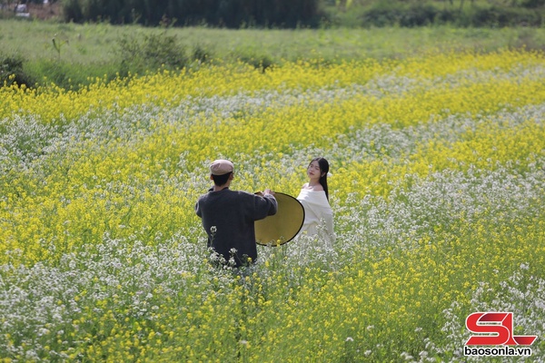 Cao nguyên Mộc Châu mùa hoa cải