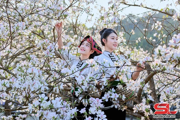 Thiếu nữ Thái bên rừng ban trắng