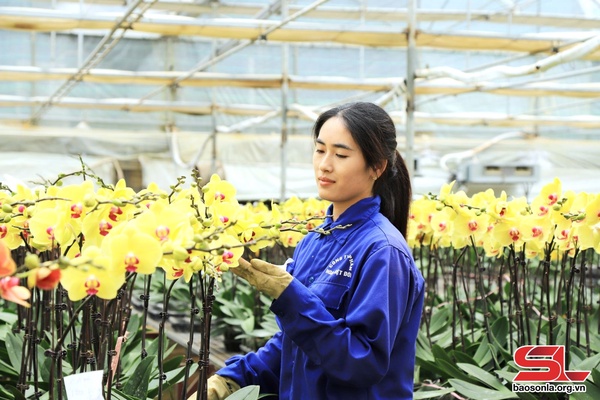 Rực rỡ sắc hoa lan công nghệ cao 