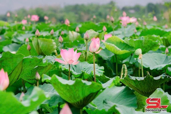Hồ sen Mó Tu