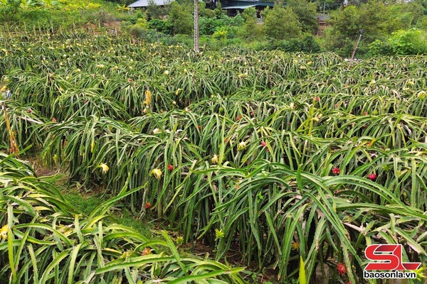 Hoa thanh long nở rộ 