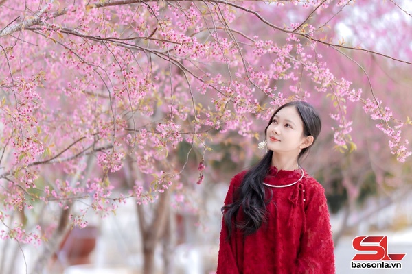 Hoa mai anh đào khoe sắc trên cao nguyên
