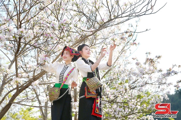 Sơn La dịu dàng trong sắc trắng hoa ban