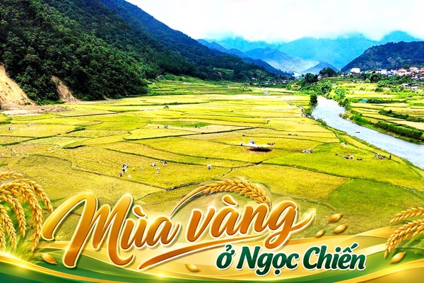 Mùa vàng ở Ngọc Chiến