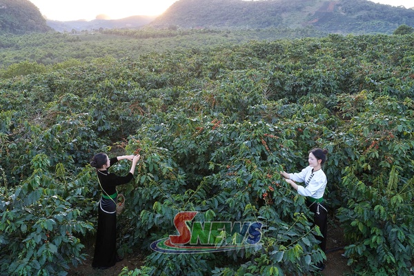 Mùa cà phê chín ở Chiềng Mai