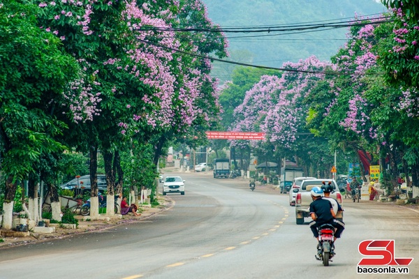 Mộc Châu mùa bằng lăng tím