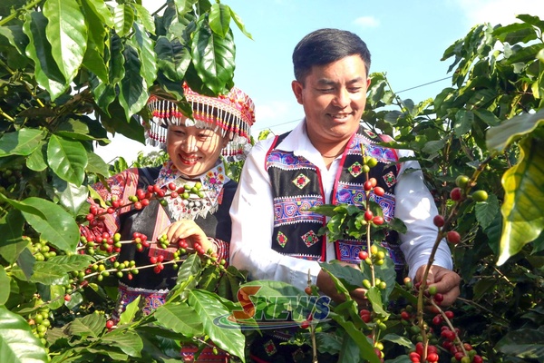 Mùa cà phê ở Púng Bánh